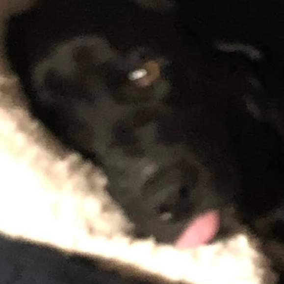 Meet your Posher, Nani - Picture 1 of 1